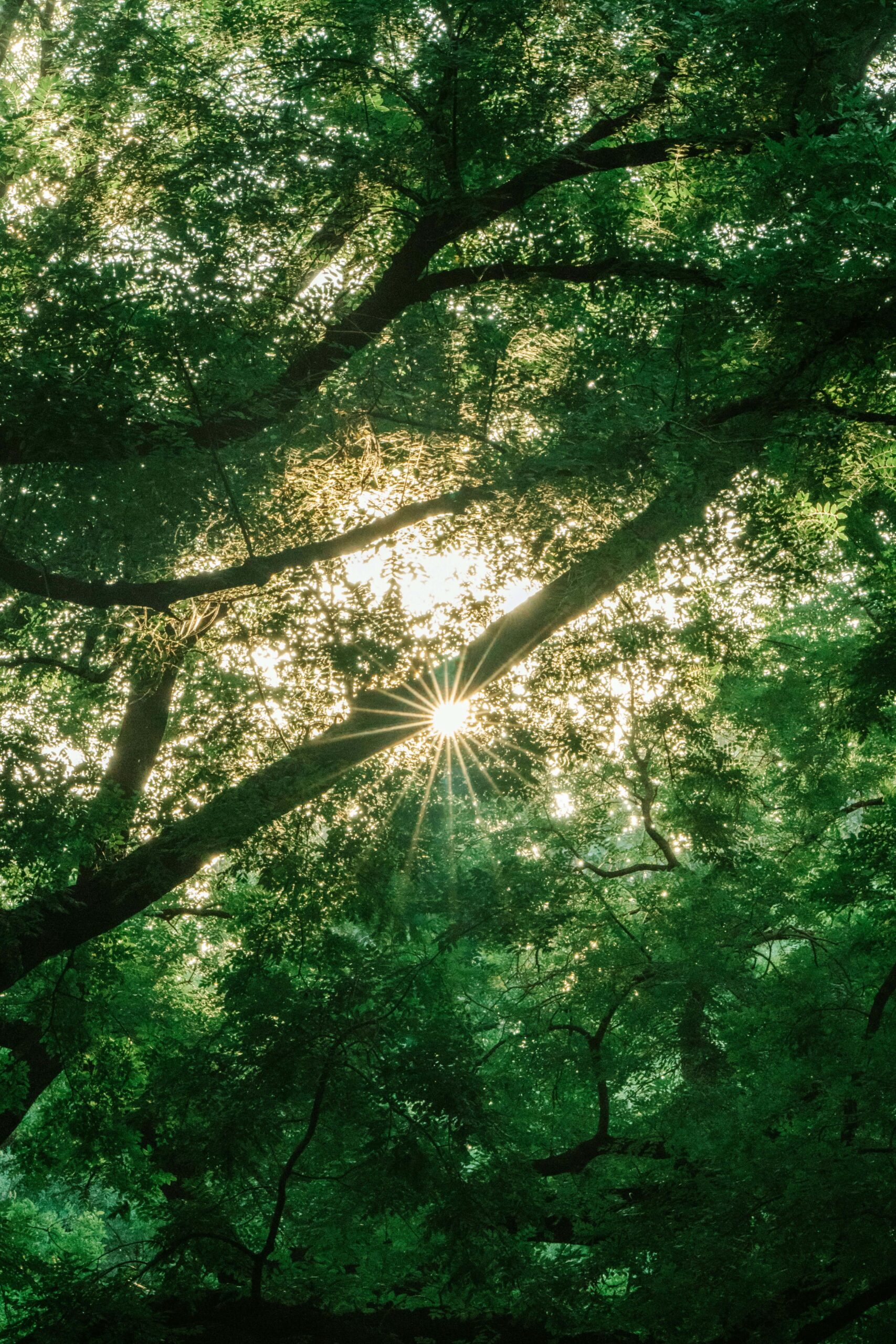 Extérieur verdure