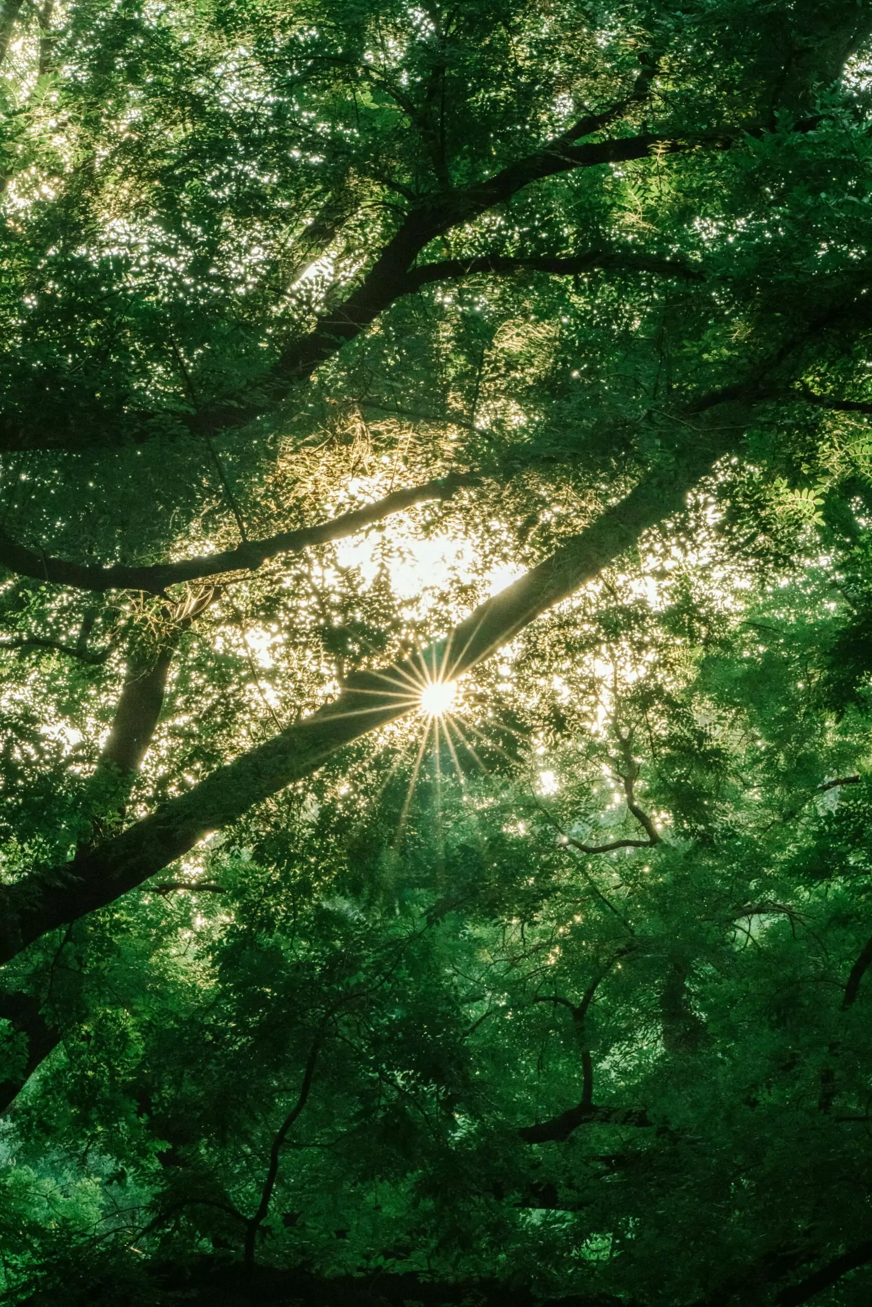 Extérieur verdure